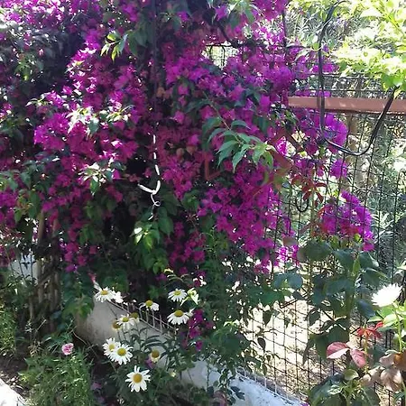 Aparthotel Samos Guzelcamli