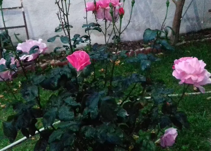 Samos Guzelcamlı